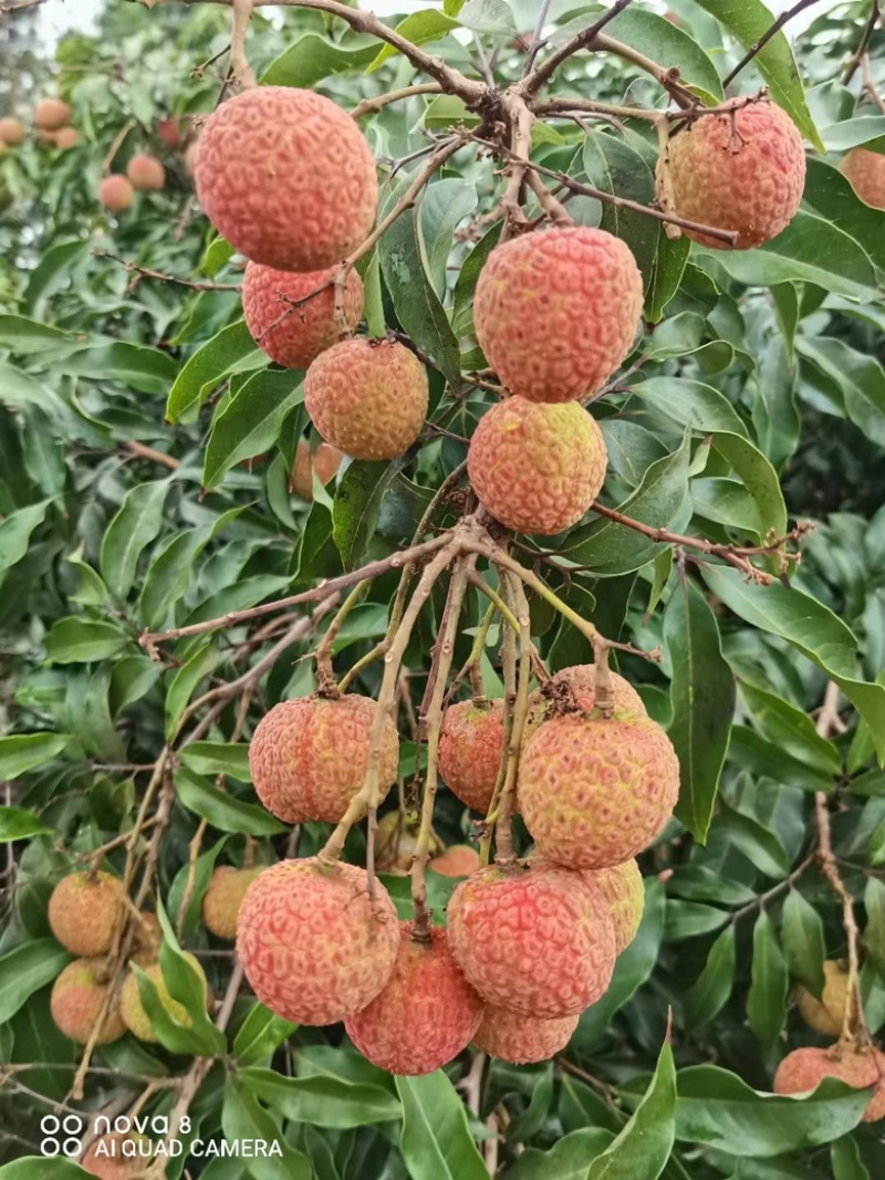 白色糖罂