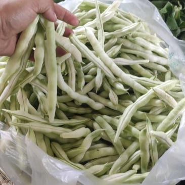 芸豆