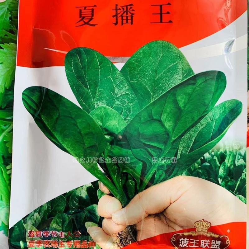 夏播王菠菜种籽丹麦进口特抗热菠菜种子夏季专用特抗病