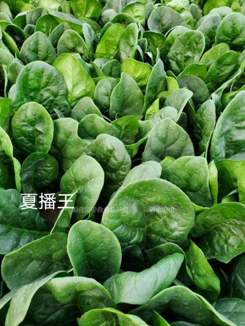 夏播王菠菜种籽丹麦进口特抗热菠菜种子夏季专用特抗病