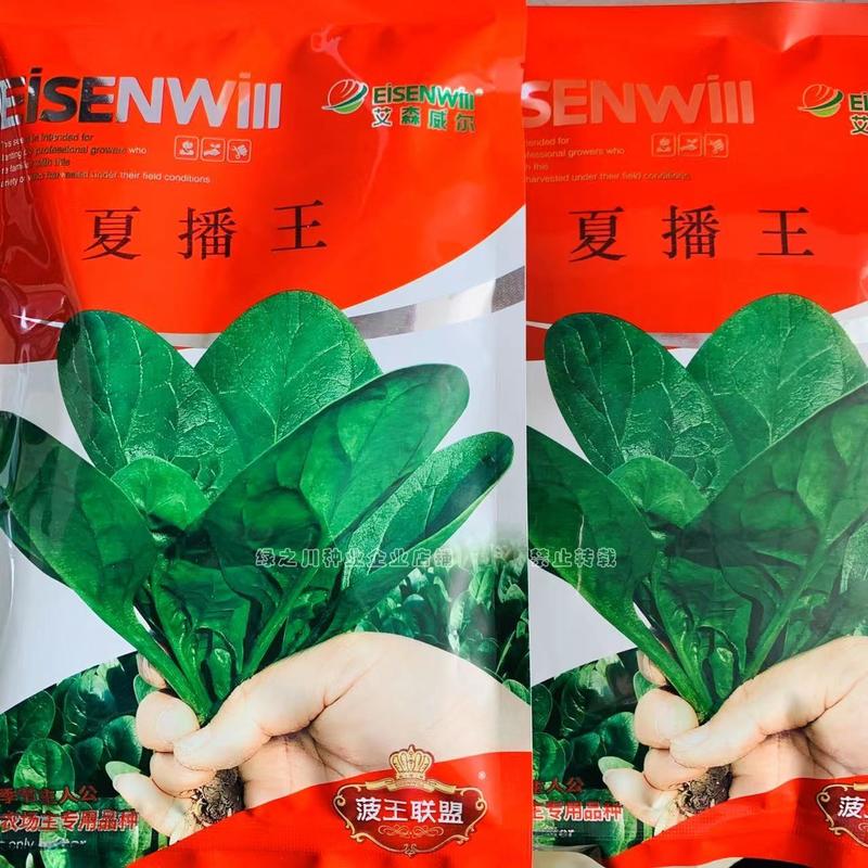 夏播王菠菜种籽丹麦进口特抗热菠菜种子夏季专用特抗病
