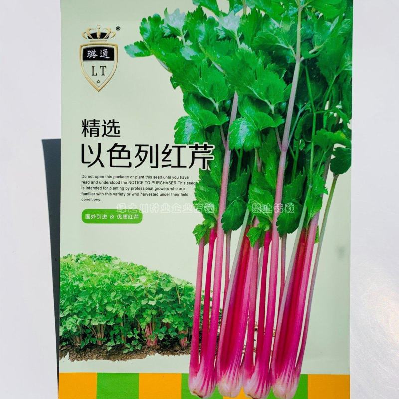 国外引进优质红芹种籽营养丰富粉红色芹菜种子红根芹菜种子