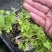 国外引进优质红芹种籽营养丰富粉红色芹菜种子红根芹菜种子
