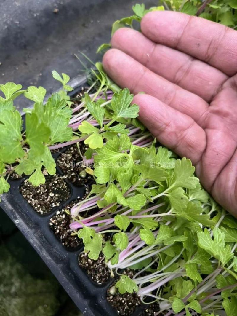 国外引进优质红芹种籽营养丰富粉红色芹菜种子红根芹菜种子
