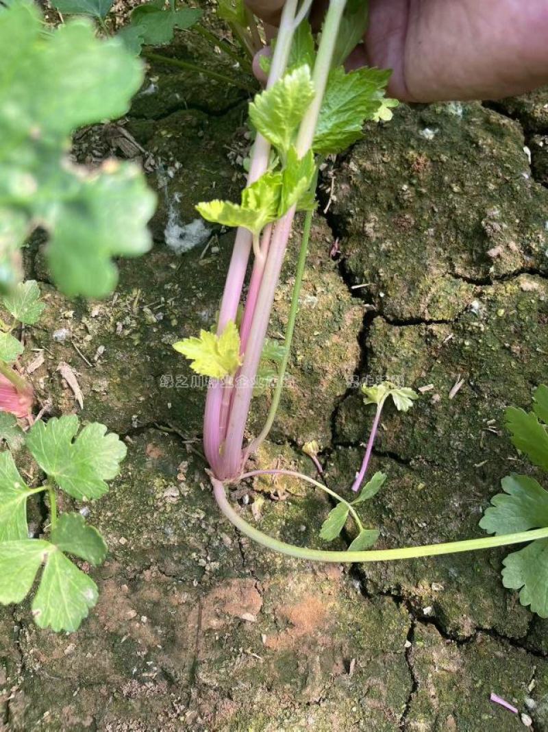 国外引进优质红芹种籽营养丰富粉红色芹菜种子红根芹菜种子