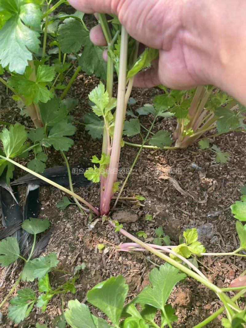 国外引进优质红芹种籽营养丰富粉红色芹菜种子红根芹菜种子