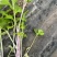 国外引进优质红芹种籽营养丰富粉红色芹菜种子红根芹菜种子
