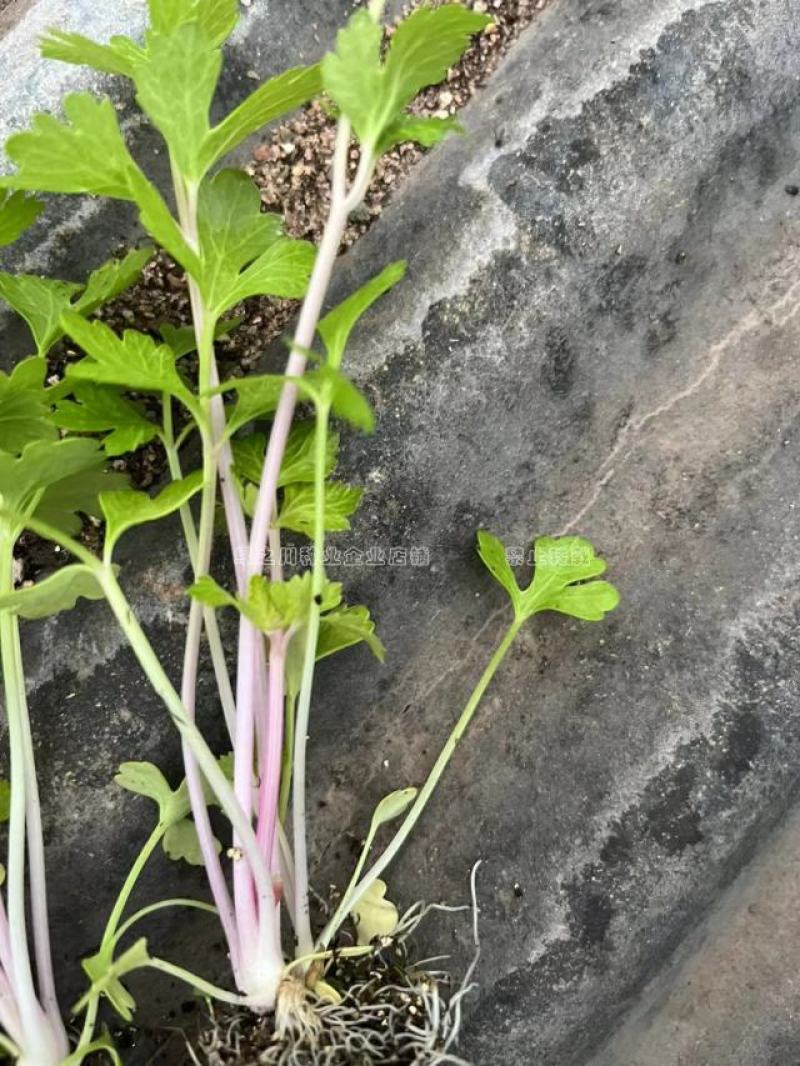 国外引进优质红芹种籽营养丰富粉红色芹菜种子红根芹菜种子