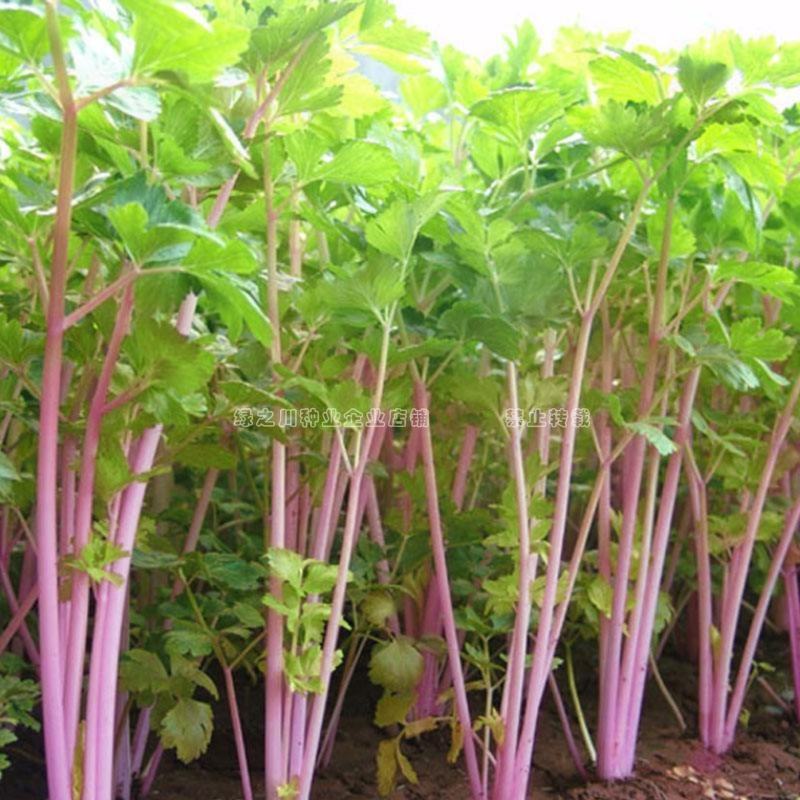国外引进优质红芹种籽营养丰富粉红色芹菜种子红根芹菜种子