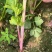 国外引进优质红芹种籽营养丰富粉红色芹菜种子红根芹菜种子