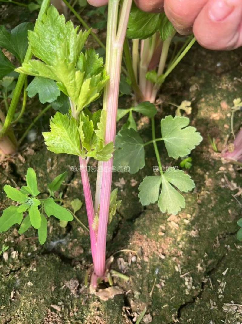 国外引进优质红芹种籽营养丰富粉红色芹菜种子红根芹菜种子