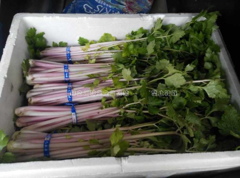 国外引进优质红芹种籽营养丰富粉红色芹菜种子红根芹菜种子