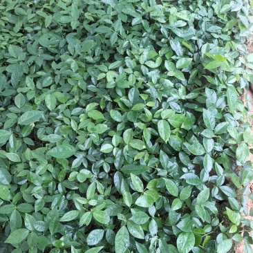 牛大力苗，改良小叶牛大力苗，高产，结薯率高