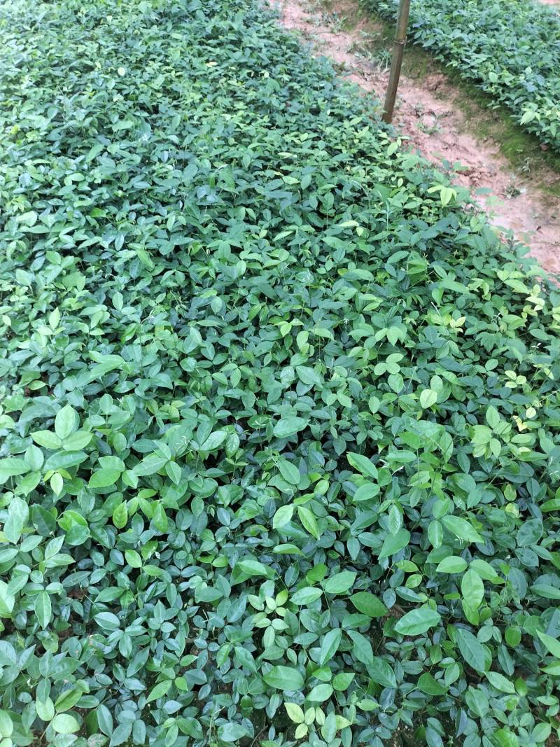 牛大力苗，改良小叶牛大力苗，高产，结薯率高