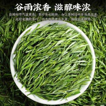 陈一凡黄山毛峰2023年新茶茶叶绿茶雨前茶一级春茶
