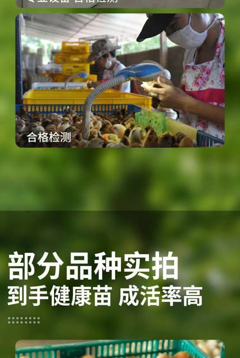 鸡苗批发活小鸡土鸡三黄鸡苗视频看货，保证正品