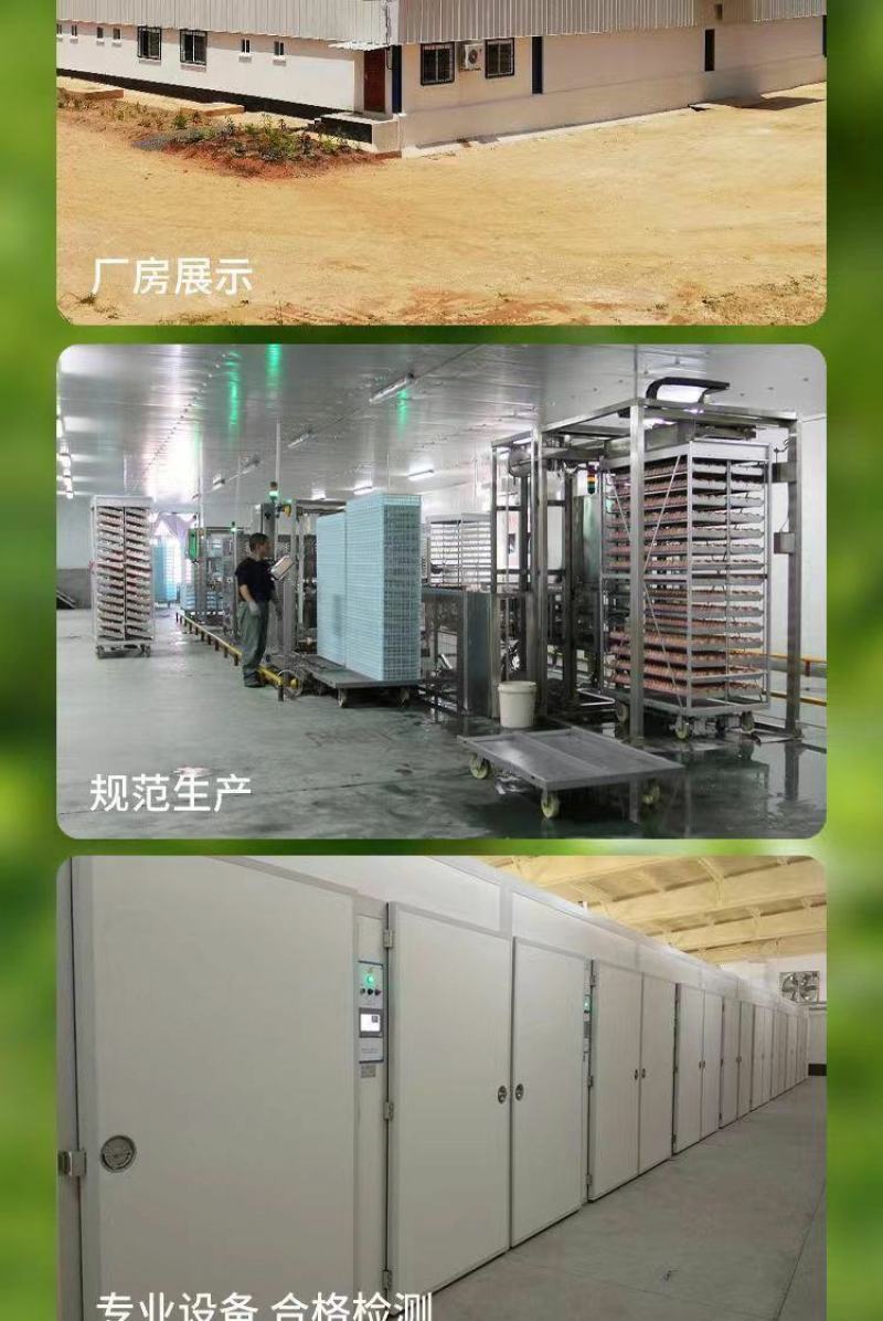 鸡苗批发活小鸡土鸡三黄鸡苗视频看货，保证正品