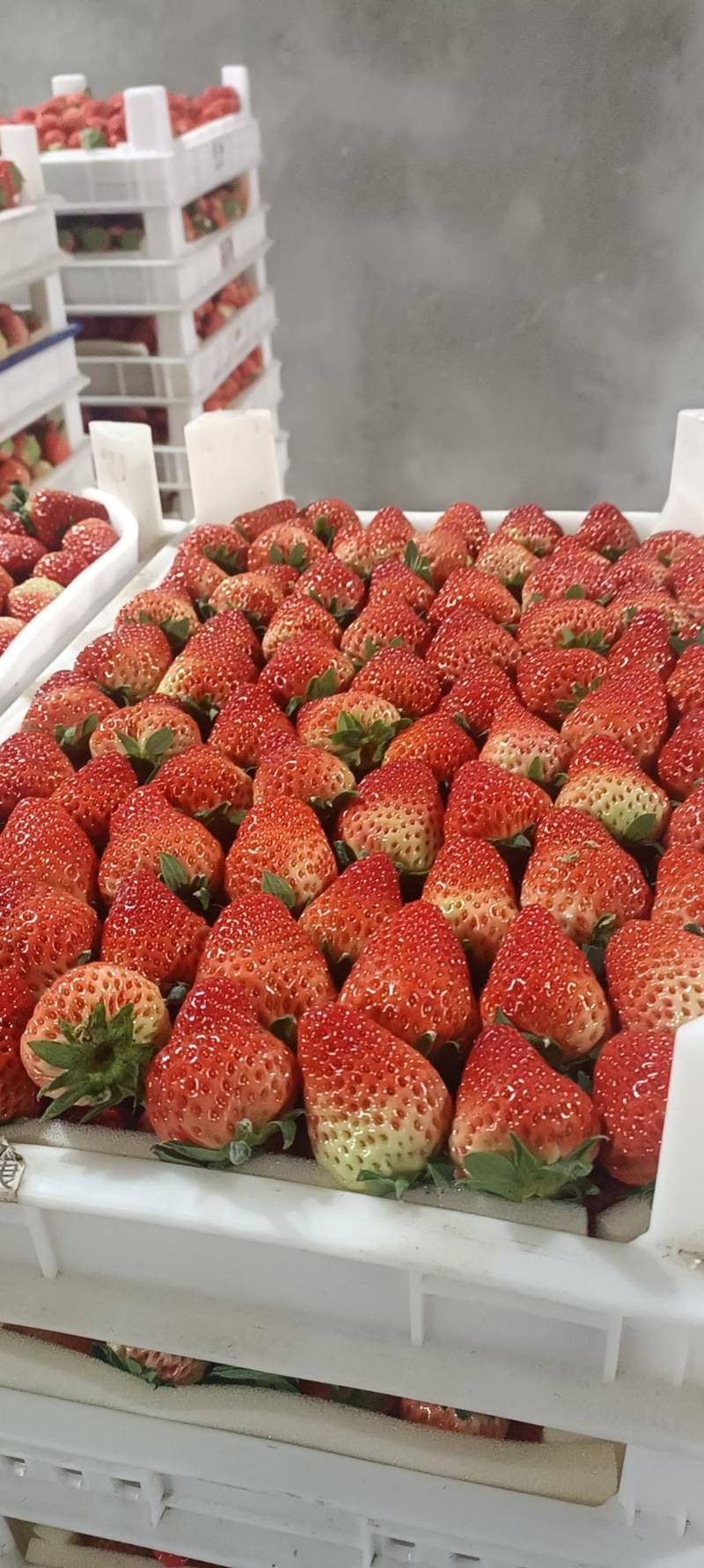 长丰红颜草莓，专业承接电商平台，连锁超市，市场供应
