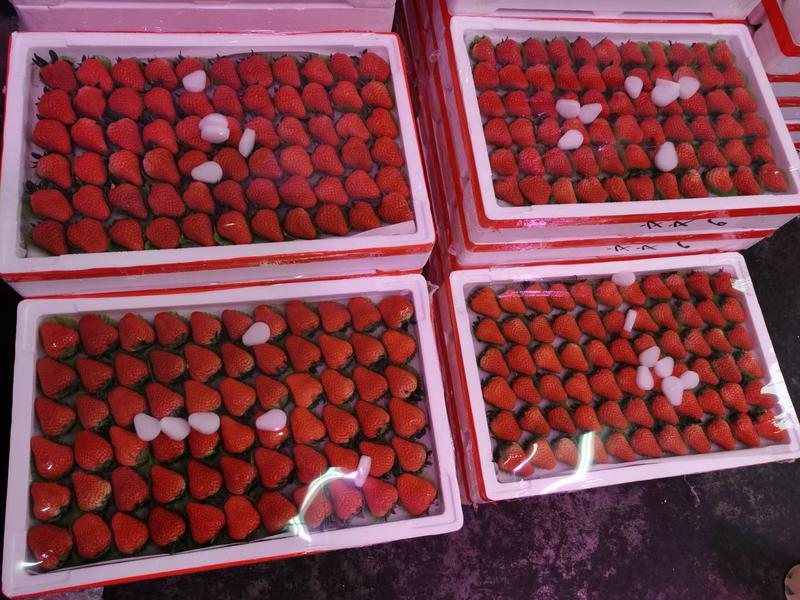 长丰红颜草莓，专业承接电商平台，连锁超市，市场供应