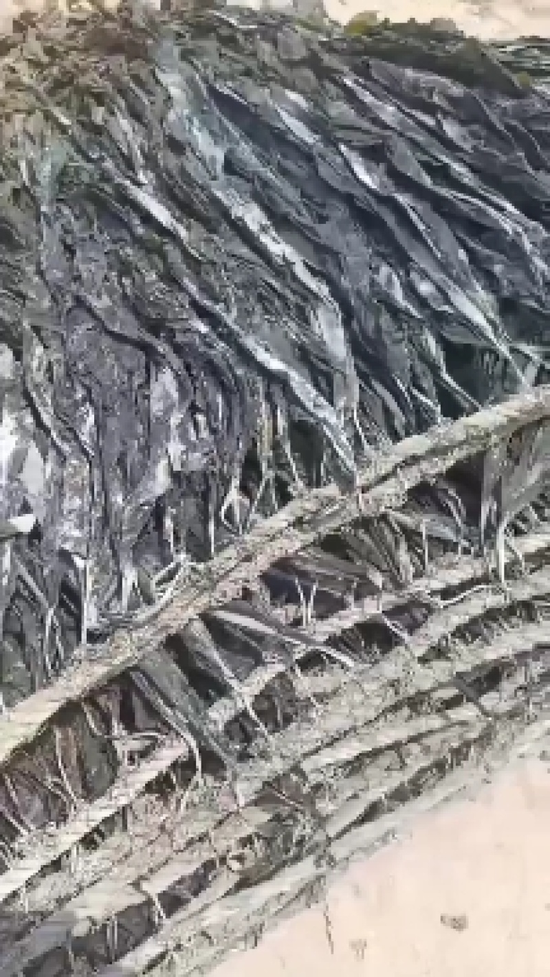 福建莆田干海带无沙批发零售自厂