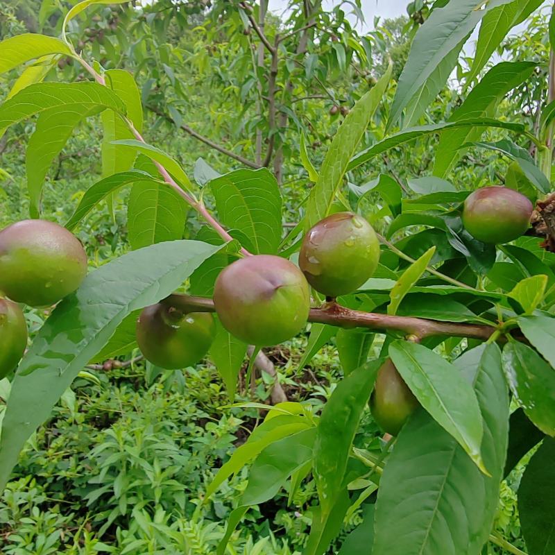 珍珠油桃