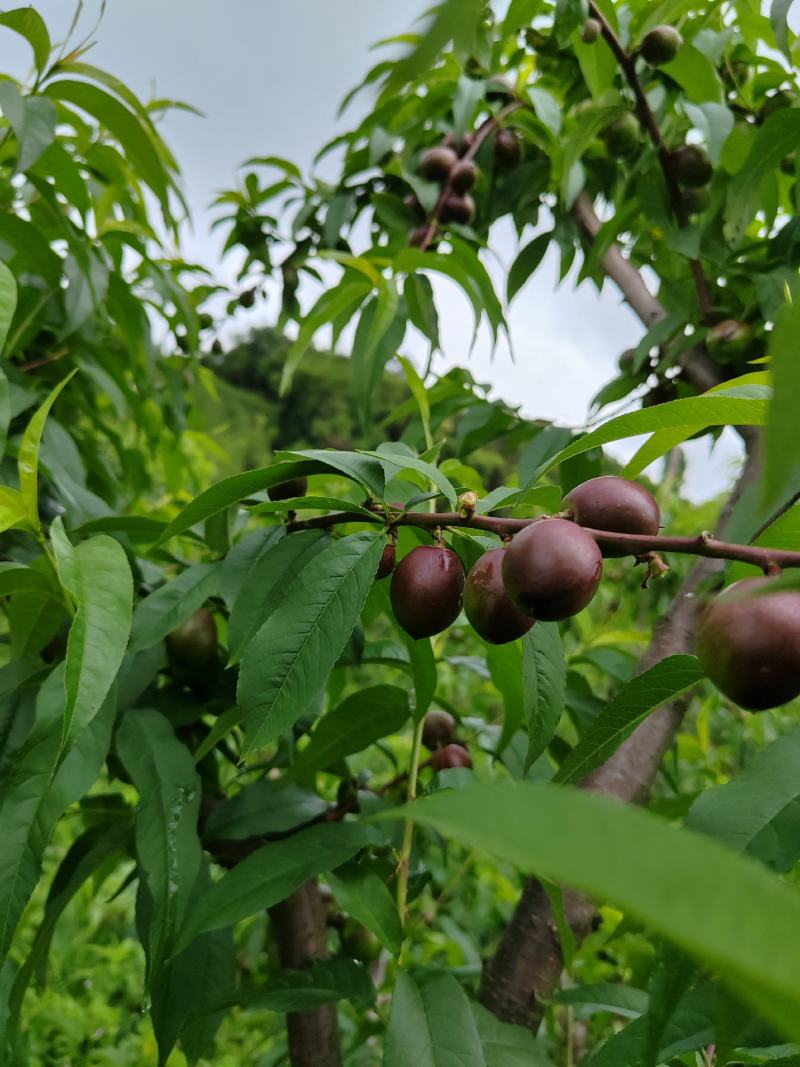 珍珠油桃
