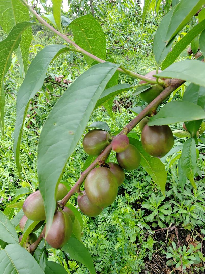 珍珠油桃