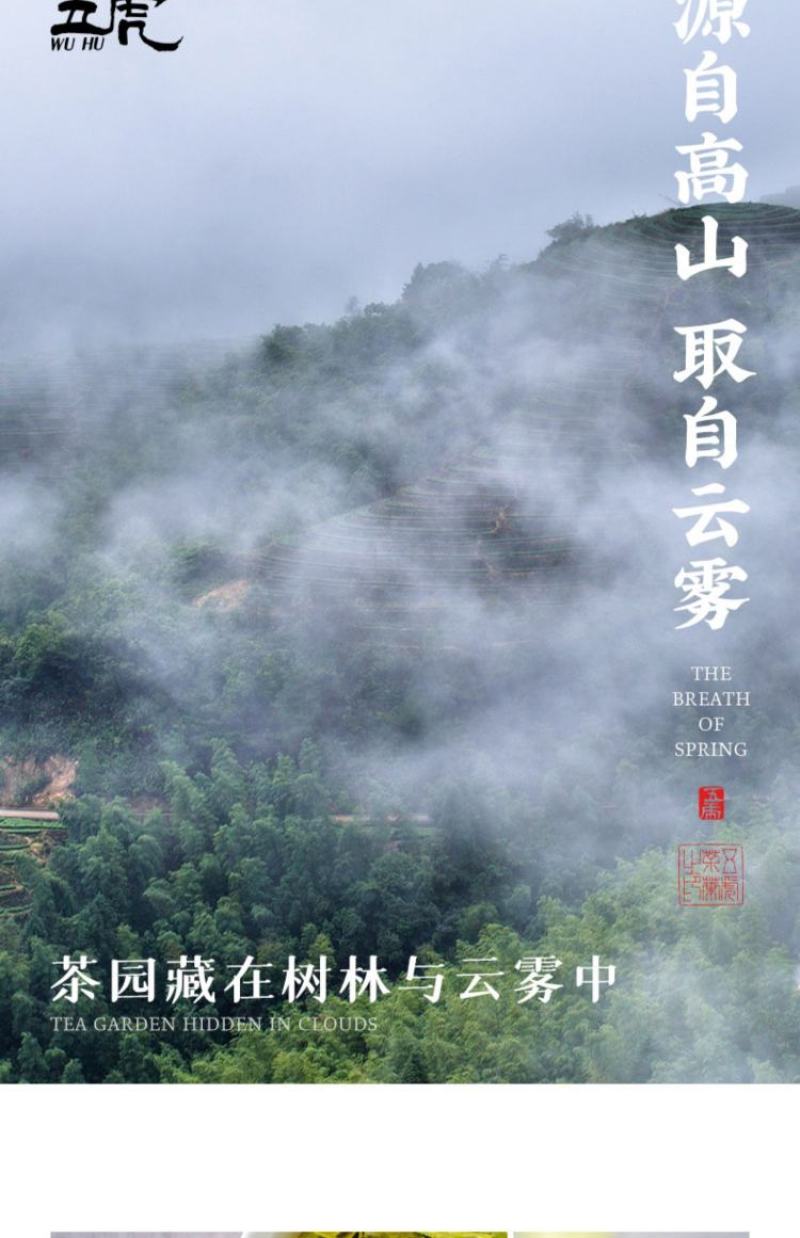 五虎高山云雾绿茶2022年新茶茶叶自己喝特级云雾茶春茶毛