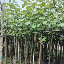 大量现货供应：黄槿6-6-7-8-9-10-12分