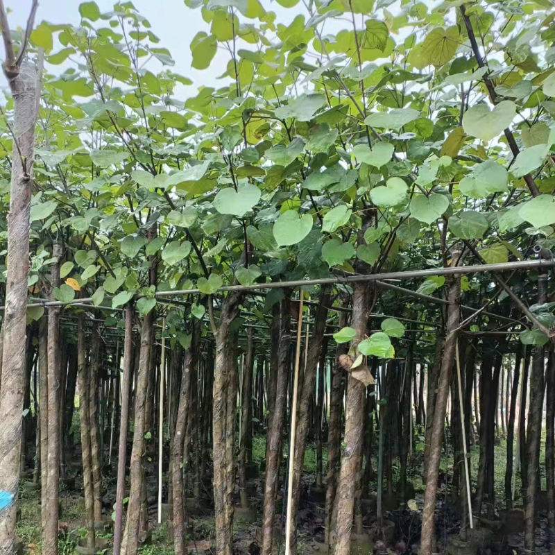 大量现货供应：黄槿6-6-7-8-9-10-12分