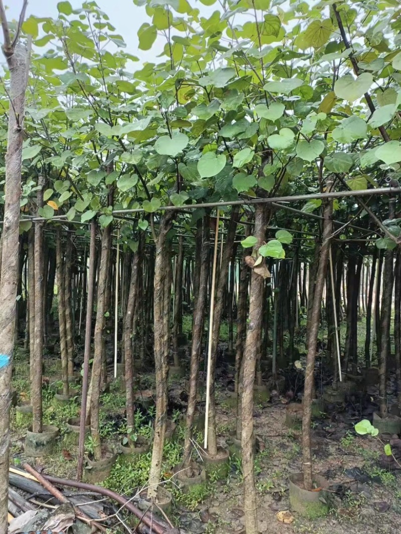 大量现货供应：黄槿6-6-7-8-9-10-12分