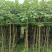 大量现货供应：黄槿6-6-7-8-9-10-12分