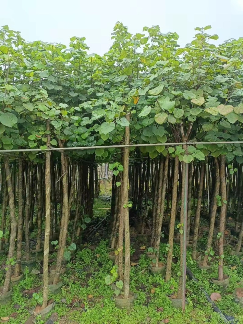 大量现货供应：黄槿6-6-7-8-9-10-12分