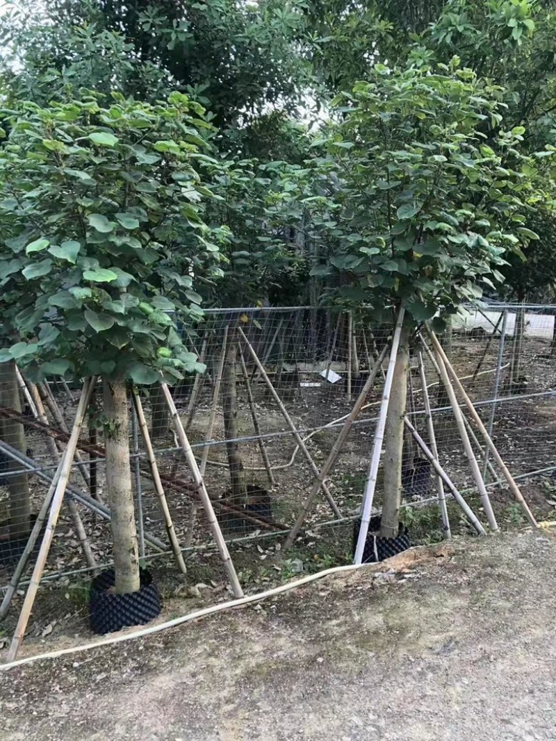 大量现货供应：黄槿6-6-7-8-9-10-12分