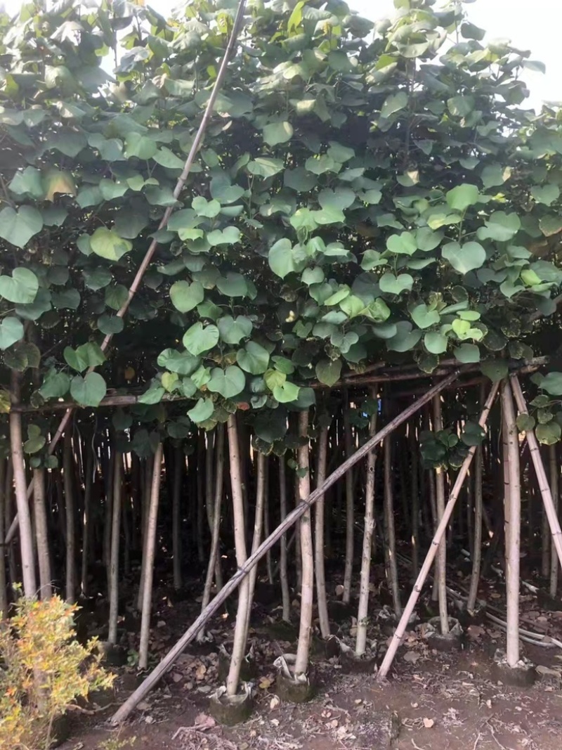 大量现货供应：黄槿6-6-7-8-9-10-12分