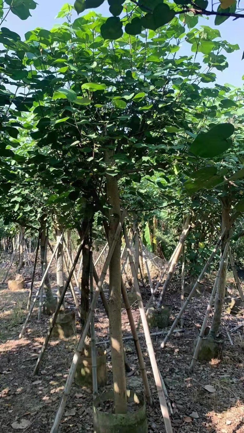 大量现货供应：黄槿6-6-7-8-9-10-12分