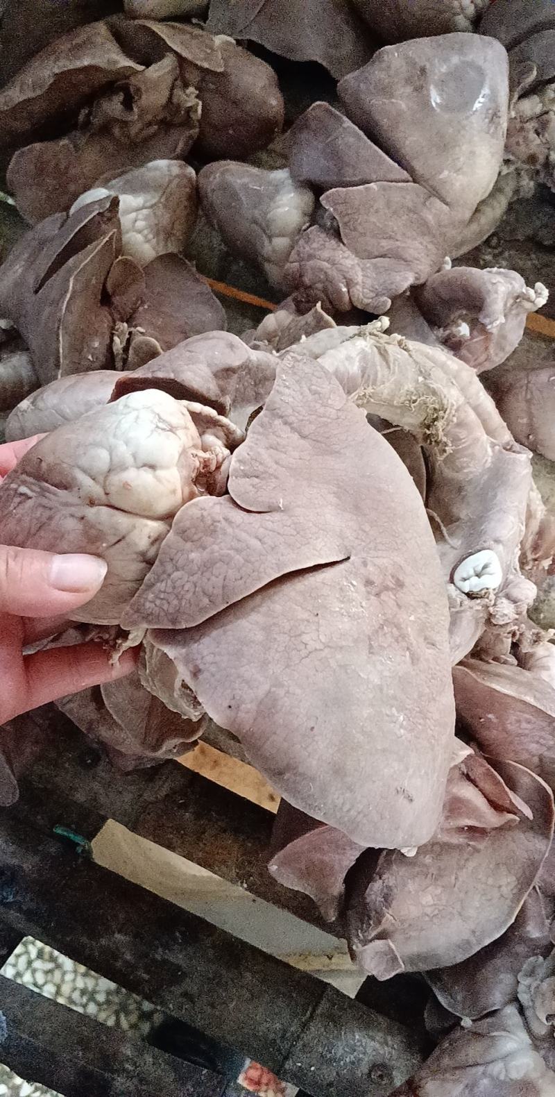 羊肺…羊杂汤羊杂全套加热即食羊肉真空加热
