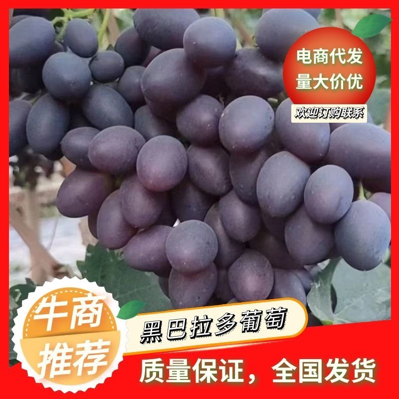 河北紫甜无核A17葡萄大量上市糖度高口感好新鲜采摘