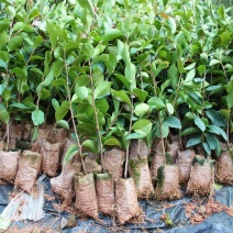 【精选】广西油茶苗，优质种苗，品质保证，基地直发。
