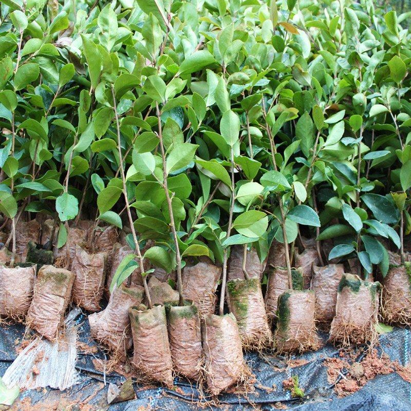 【精选】广西油茶苗，优质种苗，品质保证，基地直发。