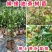 【精选】广西油茶苗，优质种苗，品质保证，基地直发。