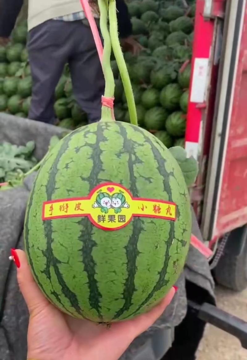 新货2k西瓜大量供应山东产地批发可视频一条龙服务