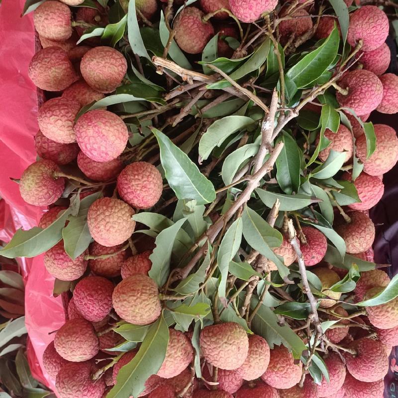 广东徐闻荔枝