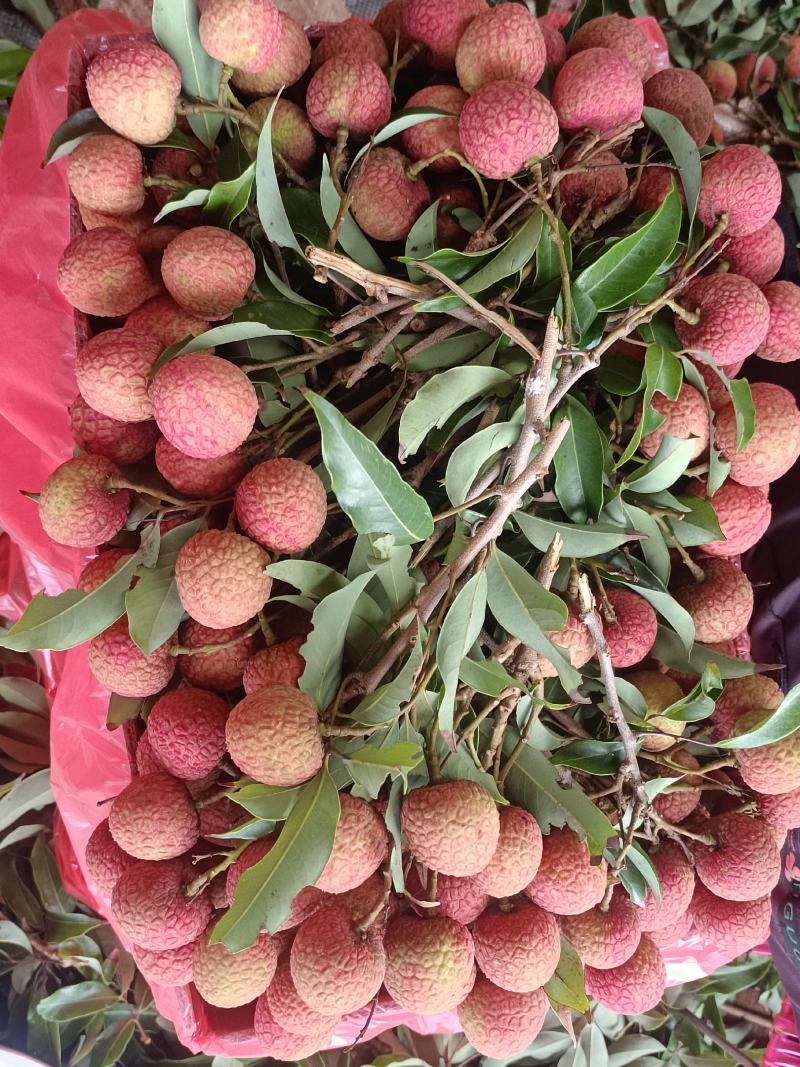 广东徐闻荔枝