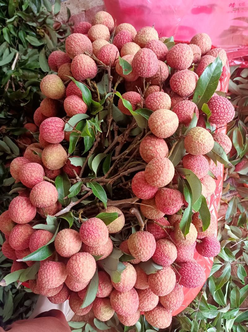广东徐闻荔枝