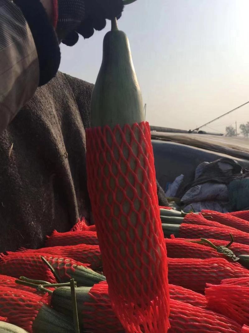吊瓜羊角蜜甜瓜大量上市中电商品质欢迎客商电话订货