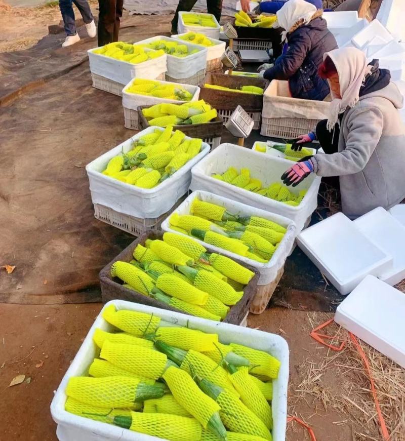 吊瓜羊角蜜甜瓜大量上市中电商品质欢迎客商电话订货