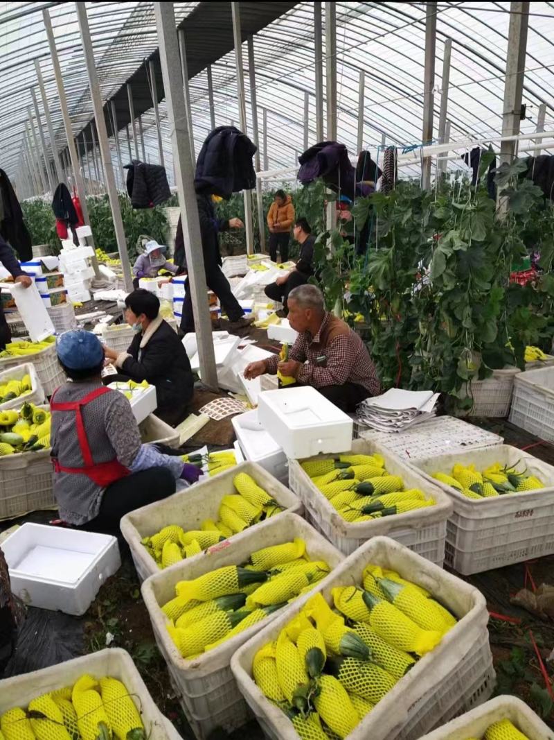 吊瓜羊角蜜甜瓜大量上市中电商品质欢迎客商电话订货
