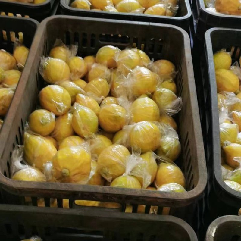 广东黄柠檬精品香水柠檬大量上市产地直发品质好欢迎致电