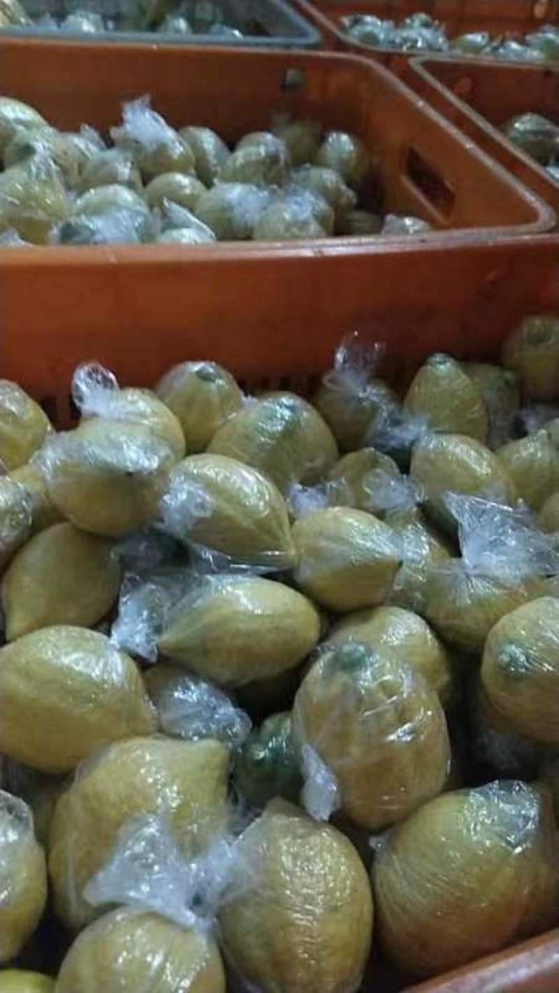 广东黄柠檬精品香水柠檬大量上市产地直发品质好欢迎致电